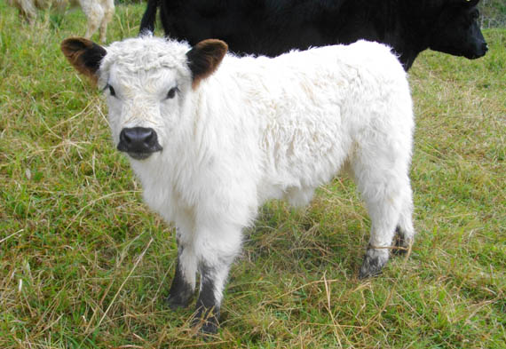 Eddie Pure Bred Galloway